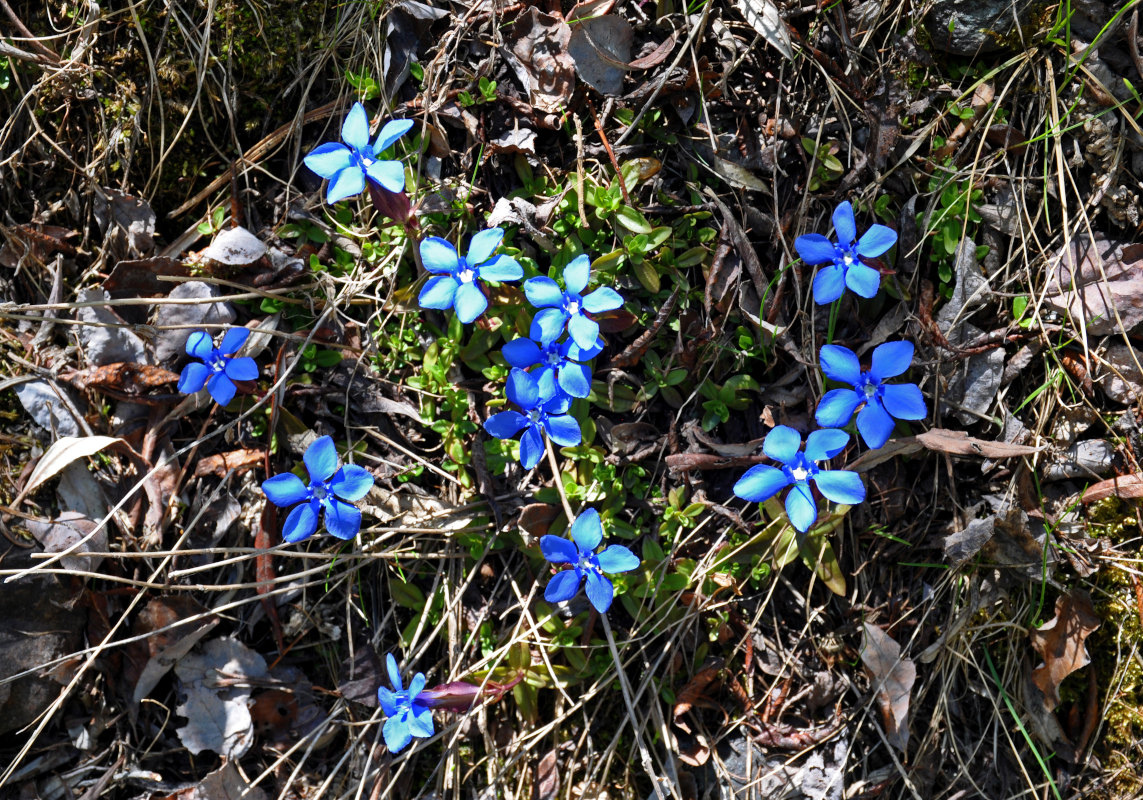 Image of Gentiana uniflora specimen.