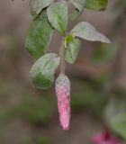 Barnadesia dombeyana