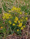 Barbarea vulgaris