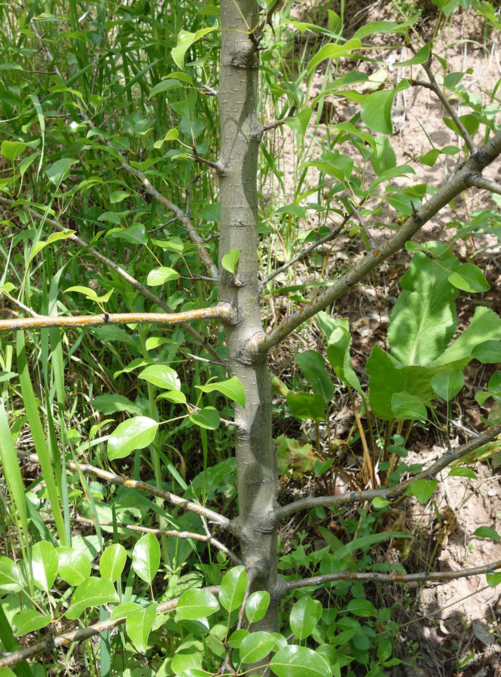 Image of Pyrus turcomanica specimen.