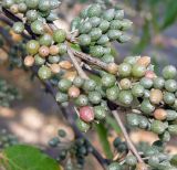 Elaeagnus umbellata