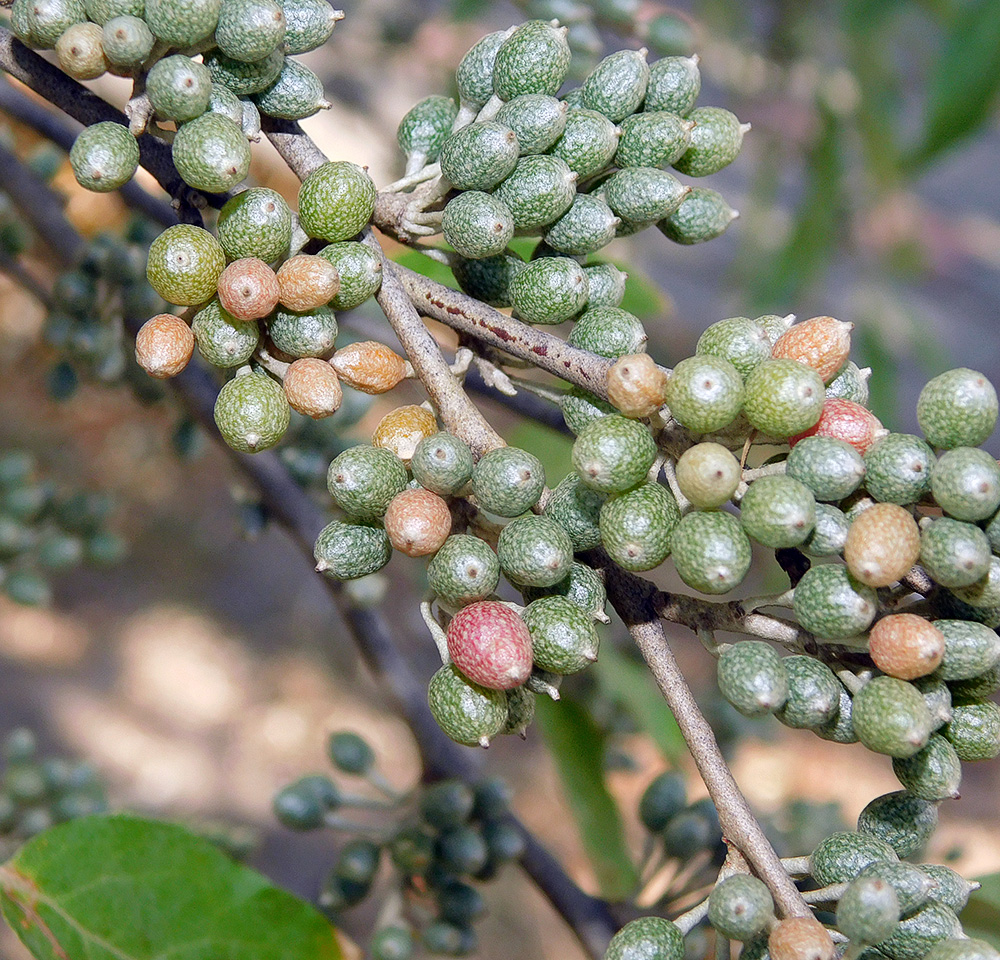 Image of Elaeagnus umbellata specimen.