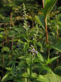 Veronica longifolia