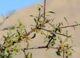 Rhamnus sintenisii