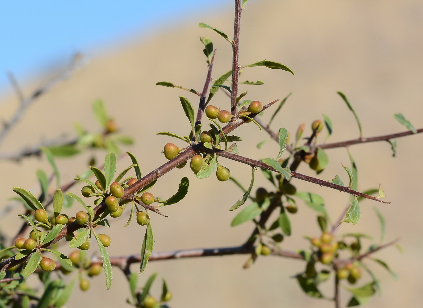 Изображение особи Rhamnus sintenisii.