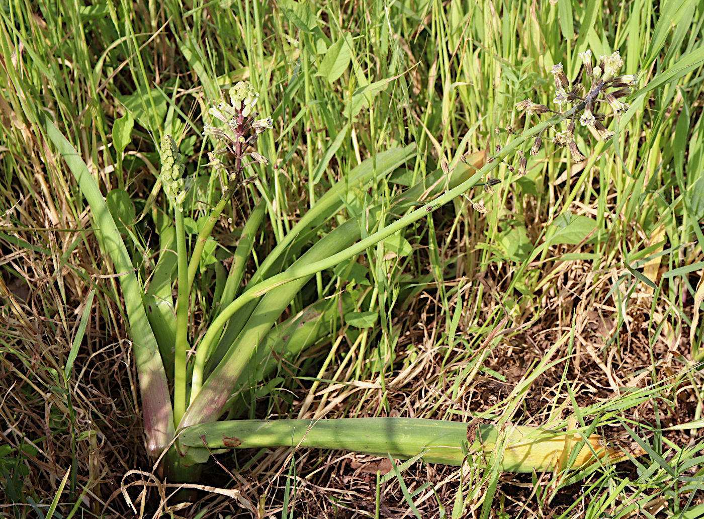 Image of Bellevalia warburgii specimen.