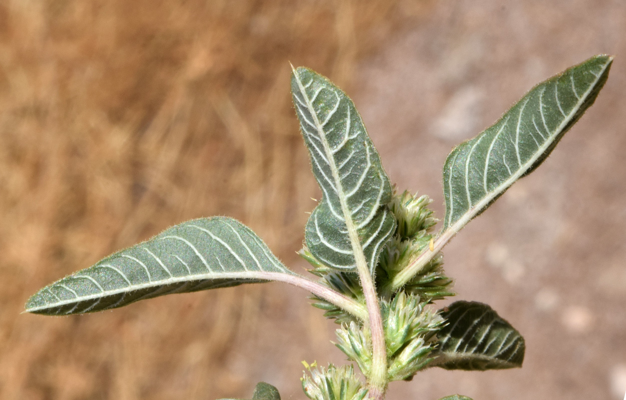 Изображение особи Amaranthus retroflexus.