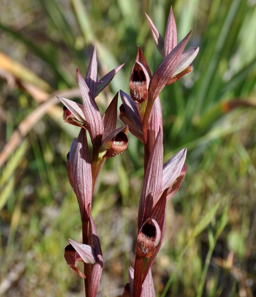 Image of Serapias bergonii specimen.