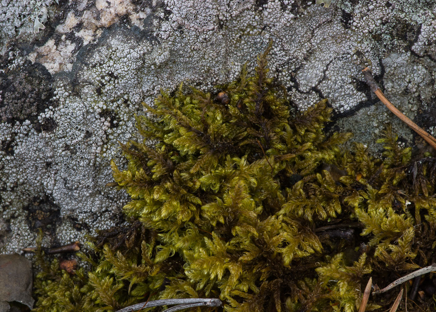 Image of Sanionia uncinata specimen.