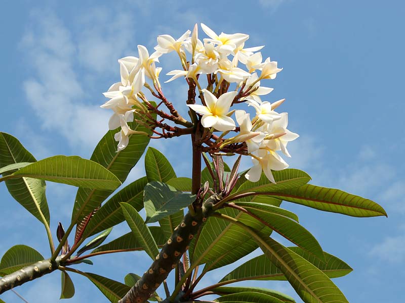 Image of genus Plumeria specimen.