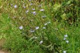 Cichorium intybus