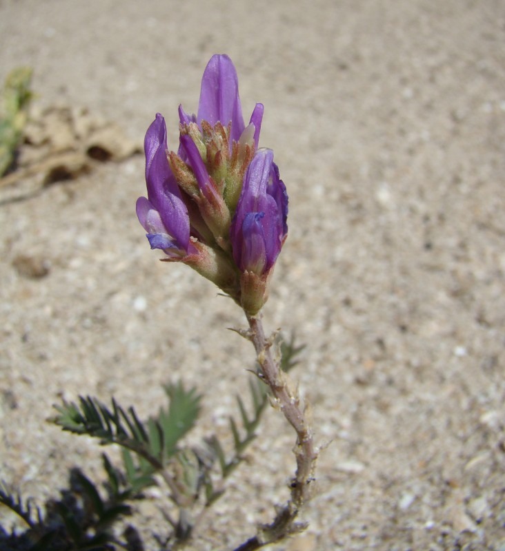 Изображение особи Astragalus onobrychis.