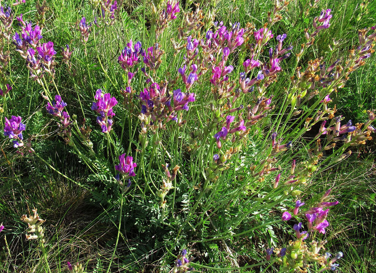 Изображение особи Oxytropis songarica.