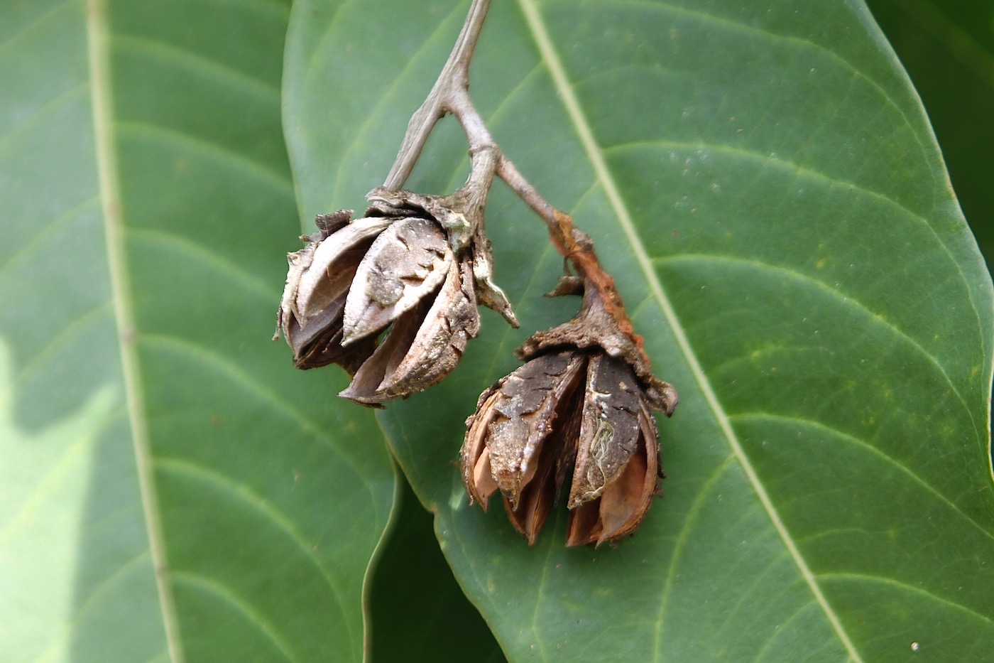 Image of Lagerstroemia speciosa specimen.