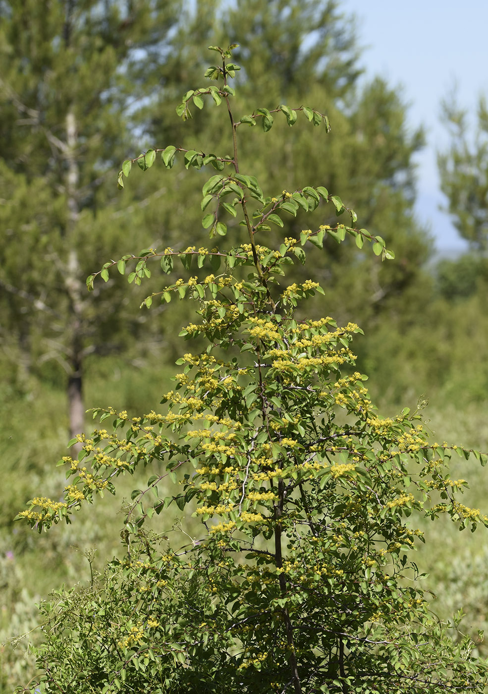 Image of Paliurus spina-christi specimen.