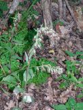 Epipactis condensata