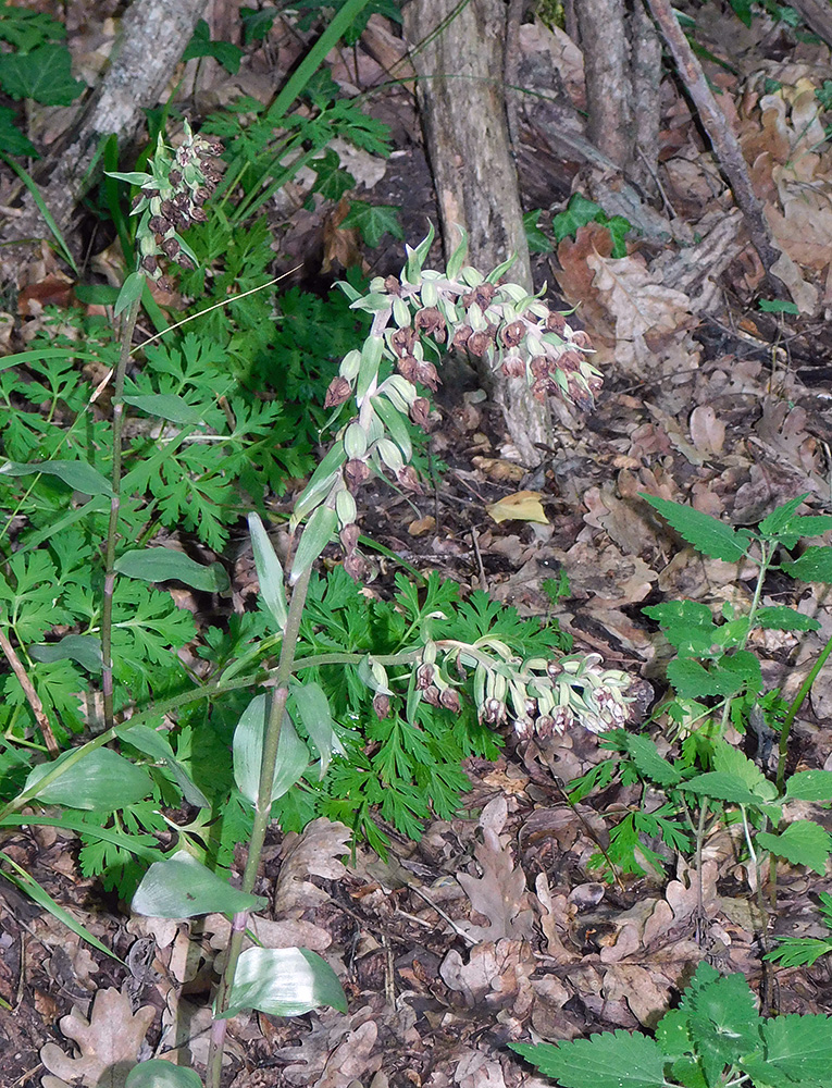 Изображение особи Epipactis condensata.