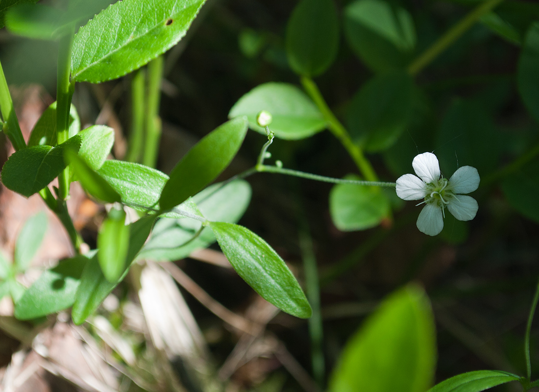 Image of Moehringia lateriflora specimen.