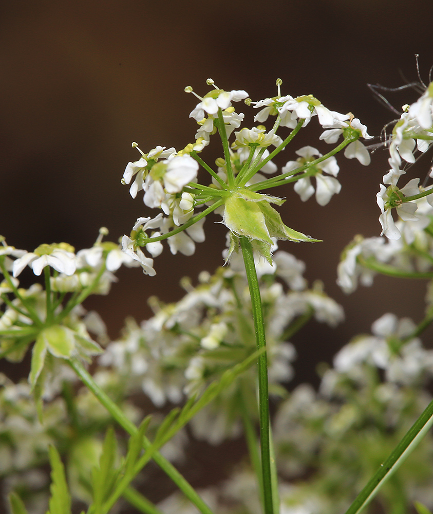 Изображение особи Sphallerocarpus gracilis.