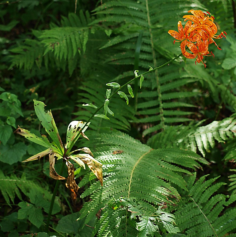 Изображение особи Lilium distichum.