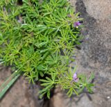 Cleome rubella