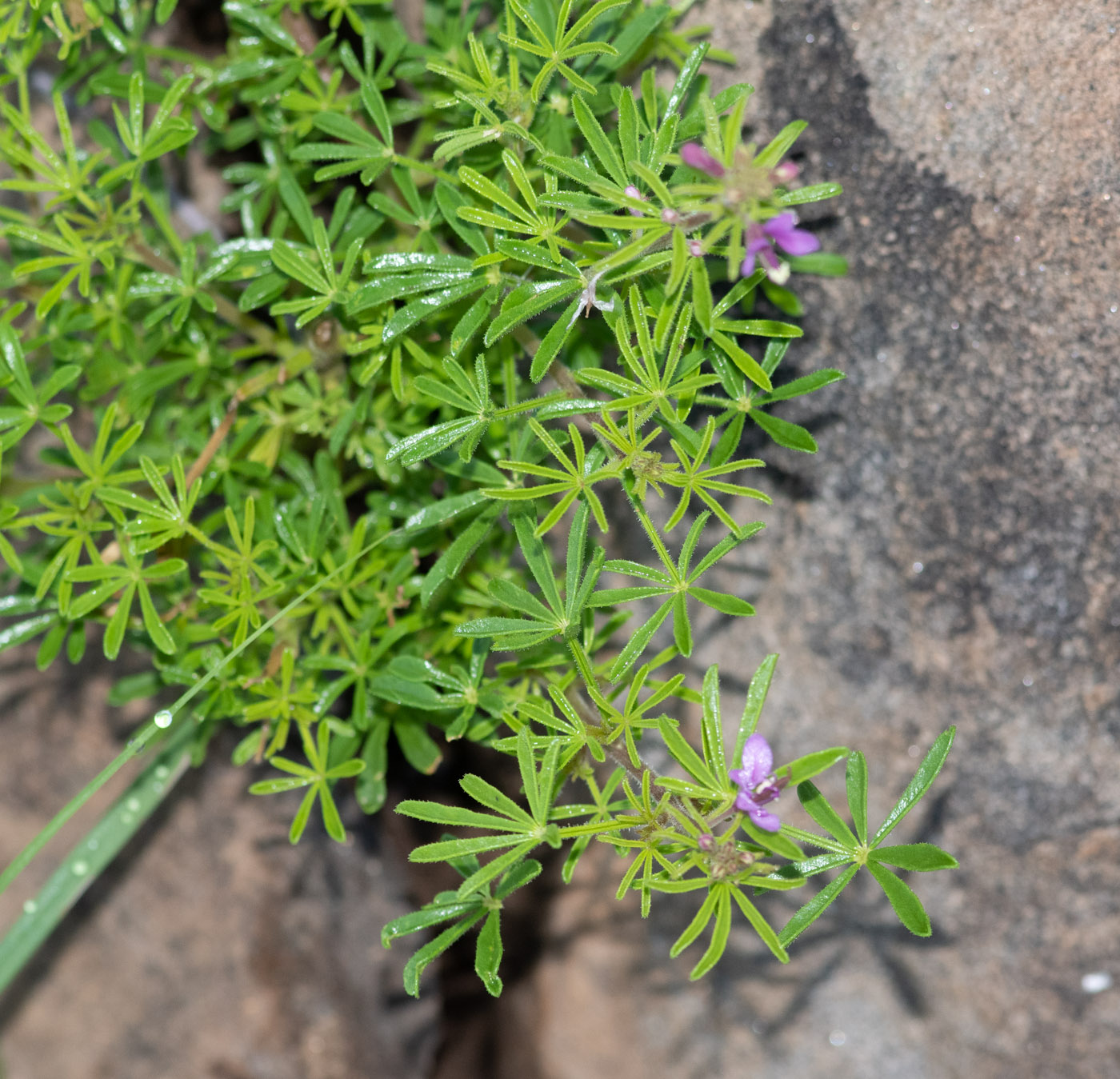 Изображение особи Cleome rubella.