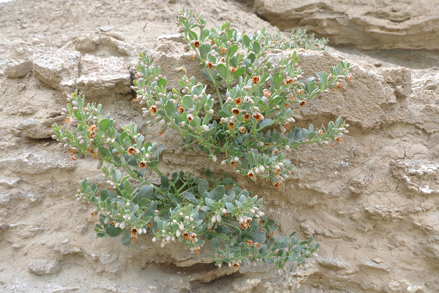 Image of Zygophyllum rosovii specimen.