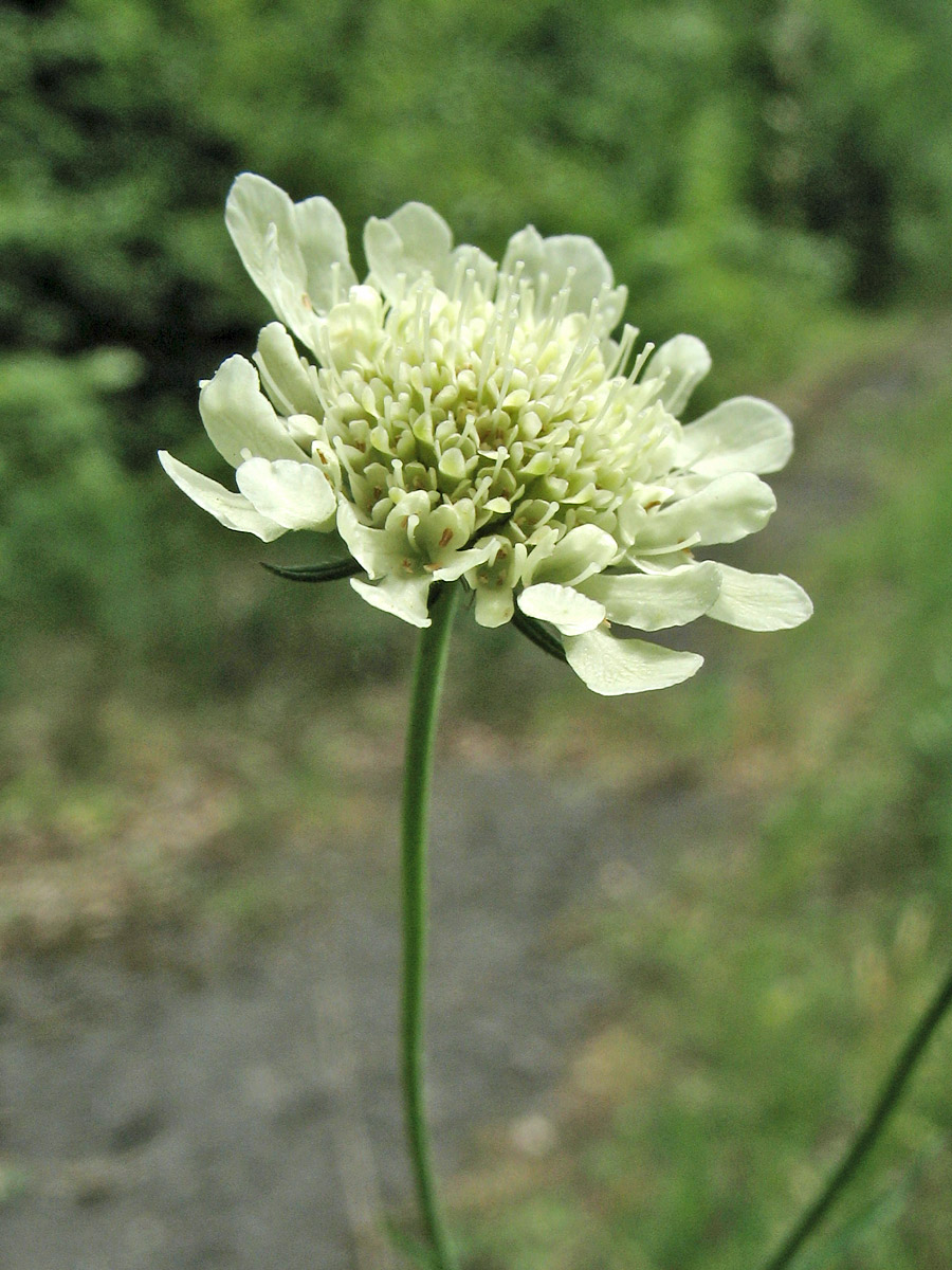 Image of Scabiosa ochroleuca specimen.