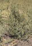 Xanthium spinosum