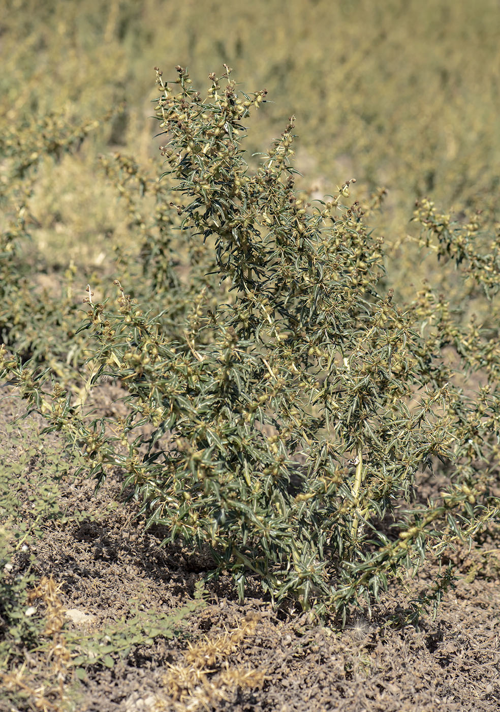 Image of Xanthium spinosum specimen.