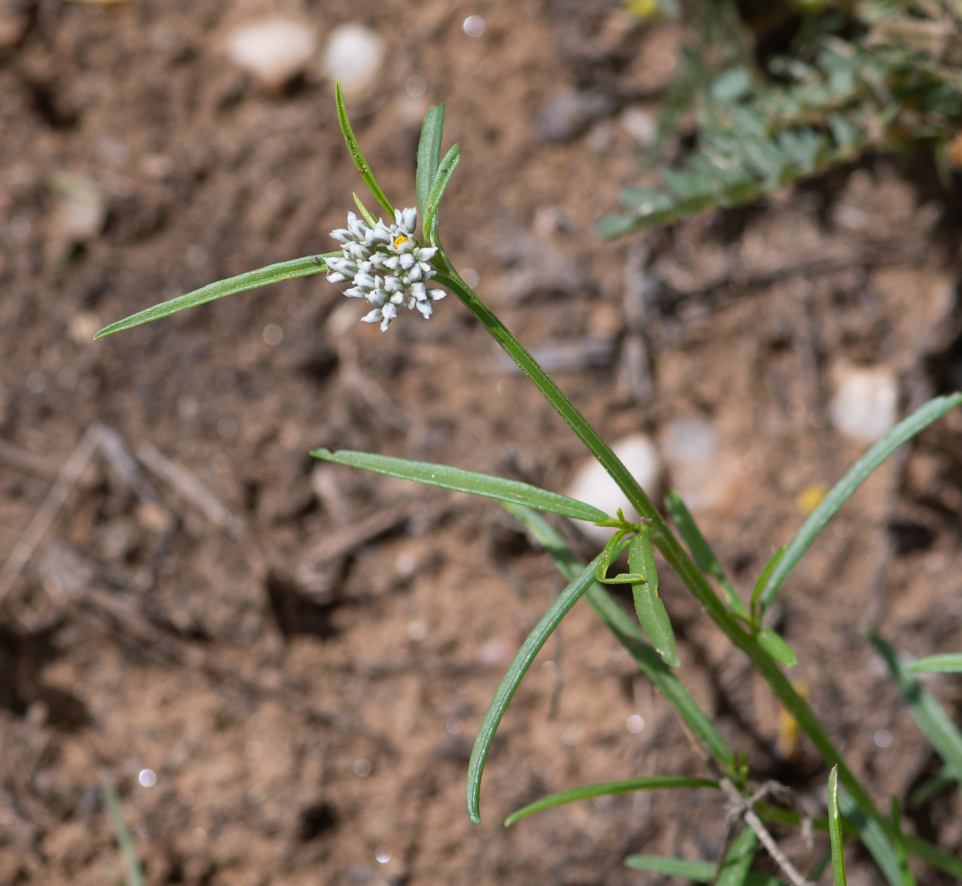 Image of Limeum sulcatum specimen.
