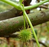 Echinocystis lobata. Завязавшийся плод. Чувашия, окр. г. Шумерля, правый берег р. Сура, Сурский затон. 10 сентября 2008 г.