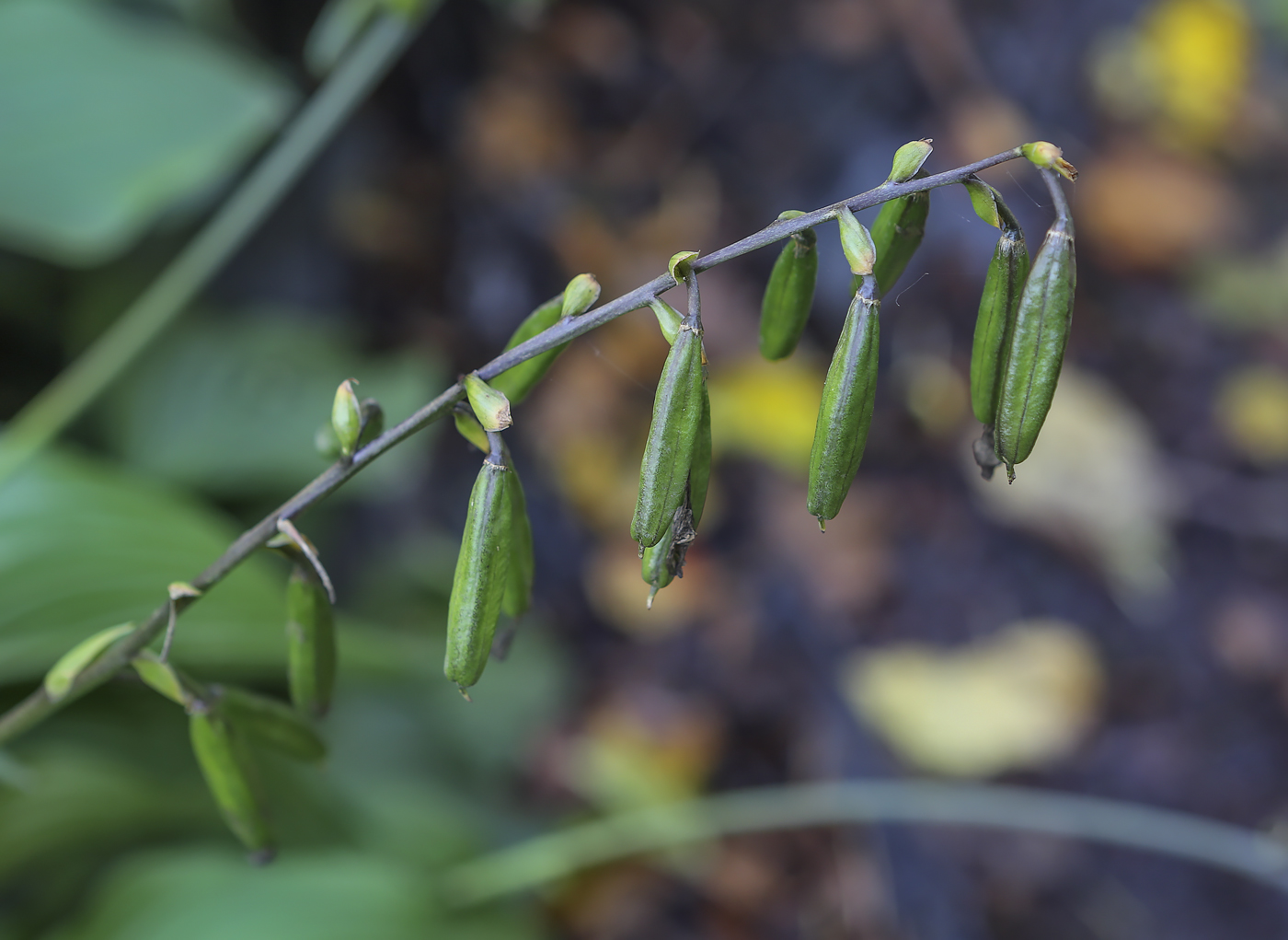 Изображение особи род Hosta.