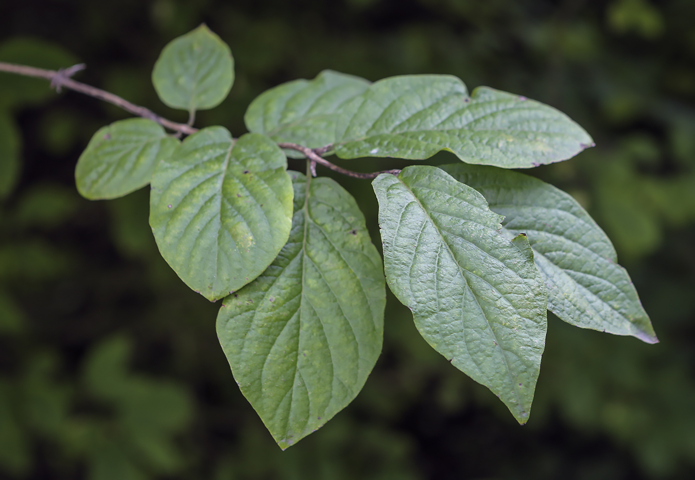 Image of Lonicera chrysantha specimen.