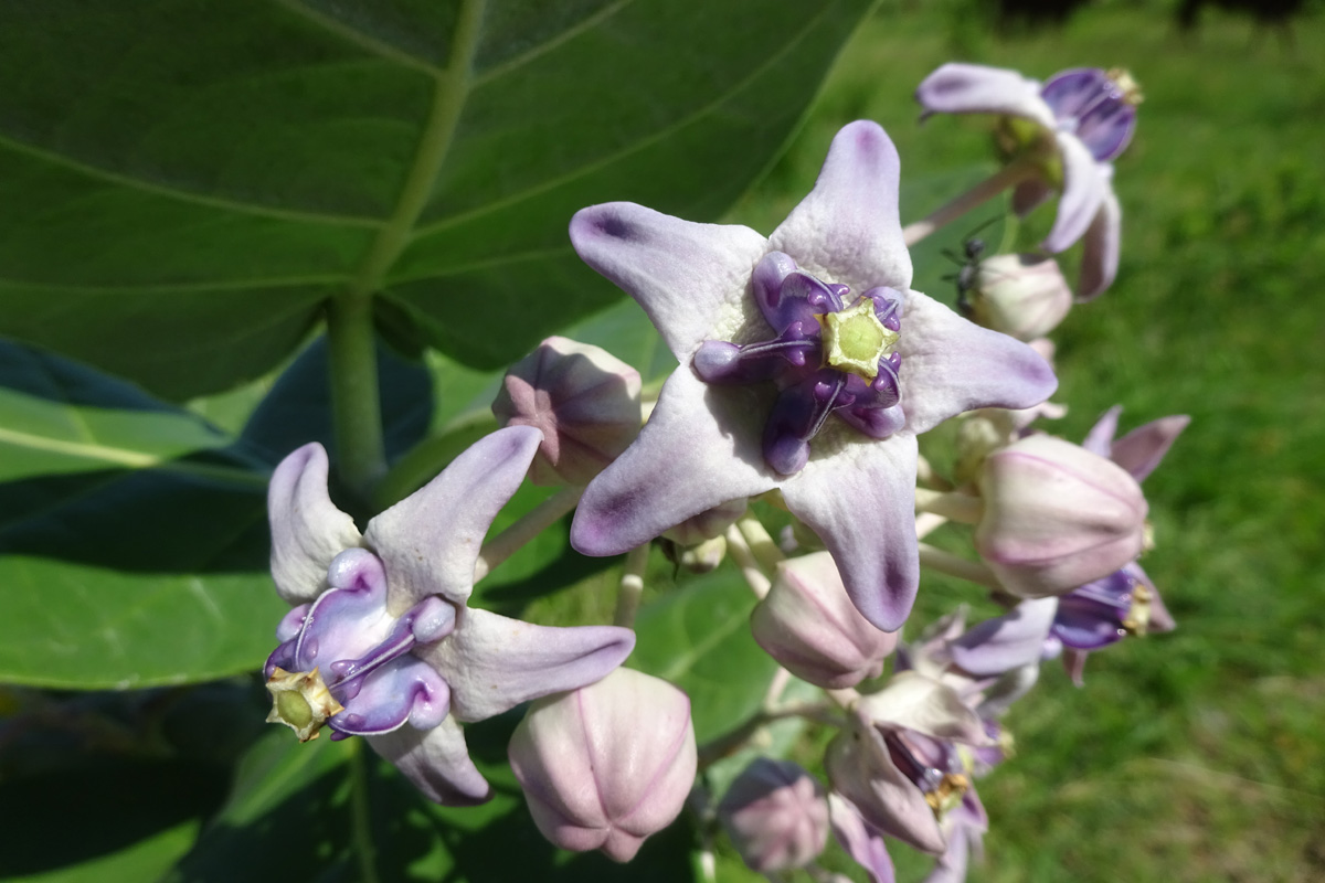 Image of Calotropis gigantea specimen.