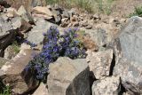 Echium vulgare