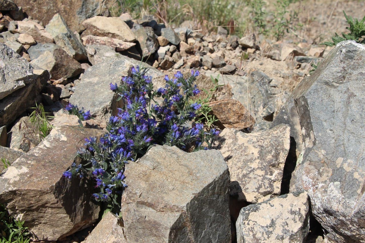 Изображение особи Echium vulgare.