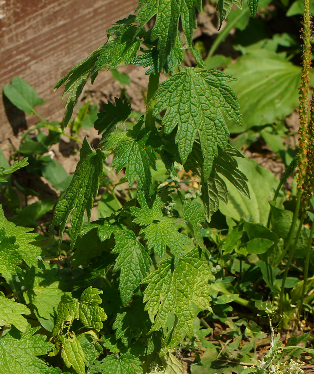 Image of Leonurus quinquelobatus specimen.