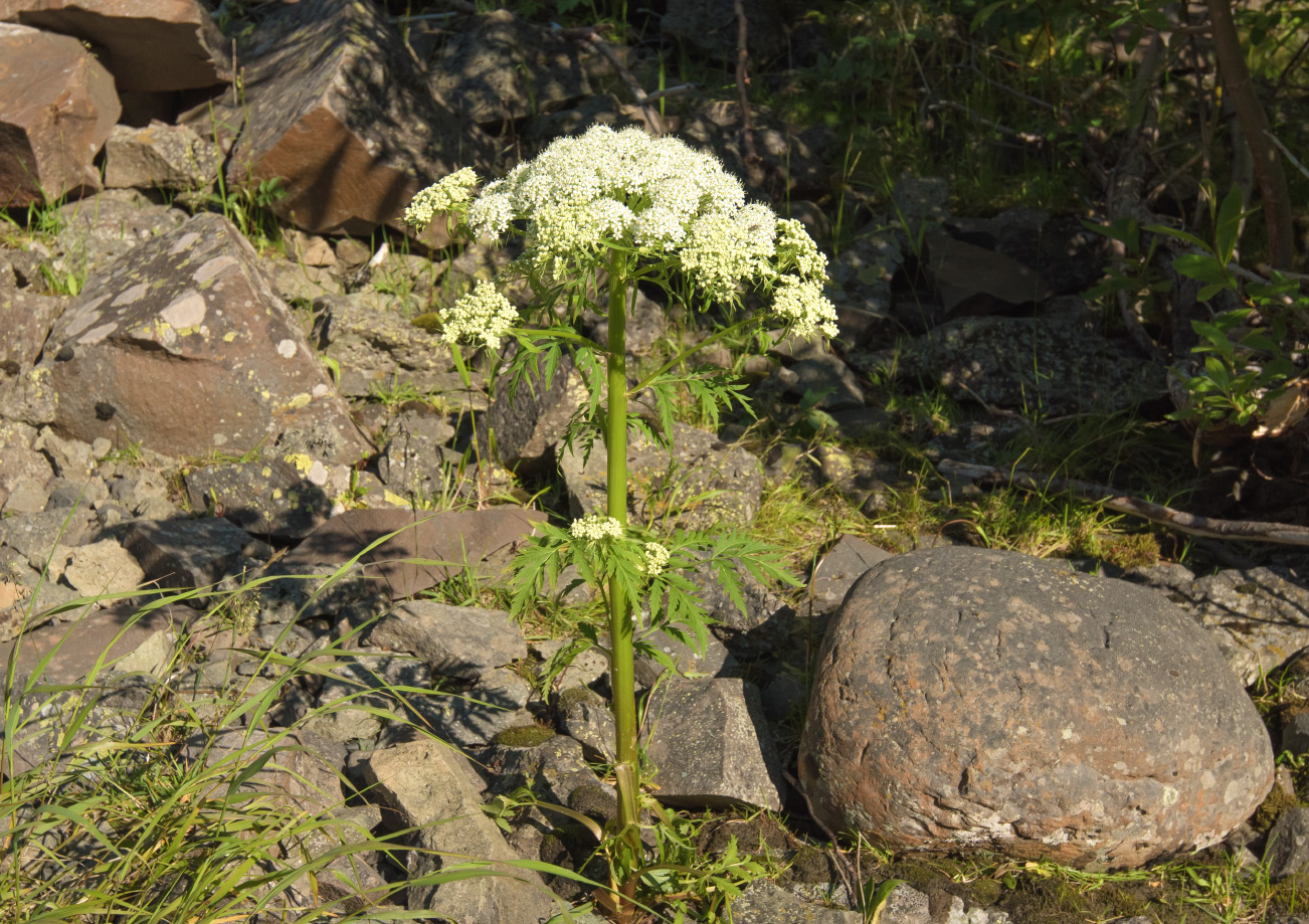 Image of Pleurospermum uralense specimen.