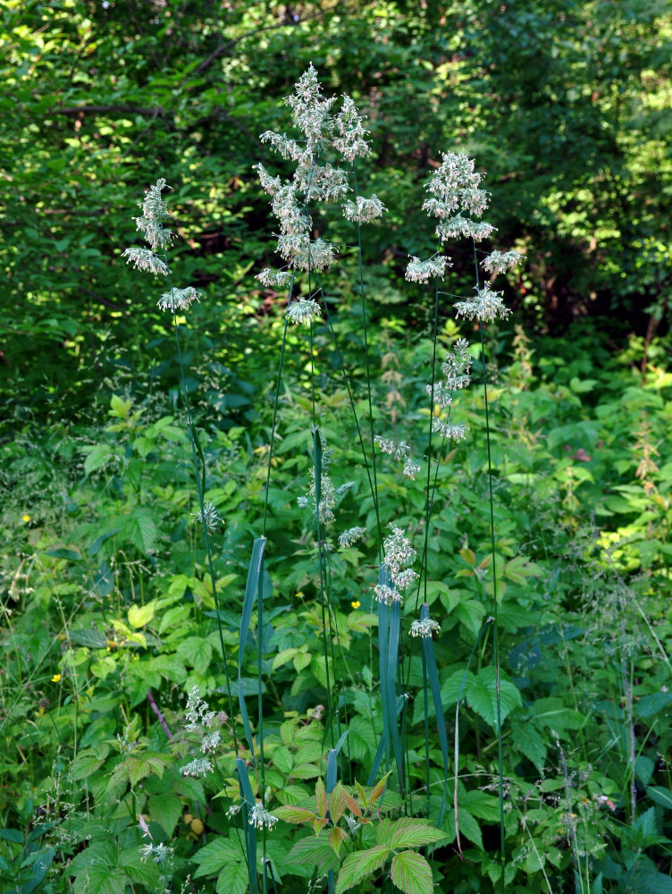 Image of Dactylis glomerata specimen.