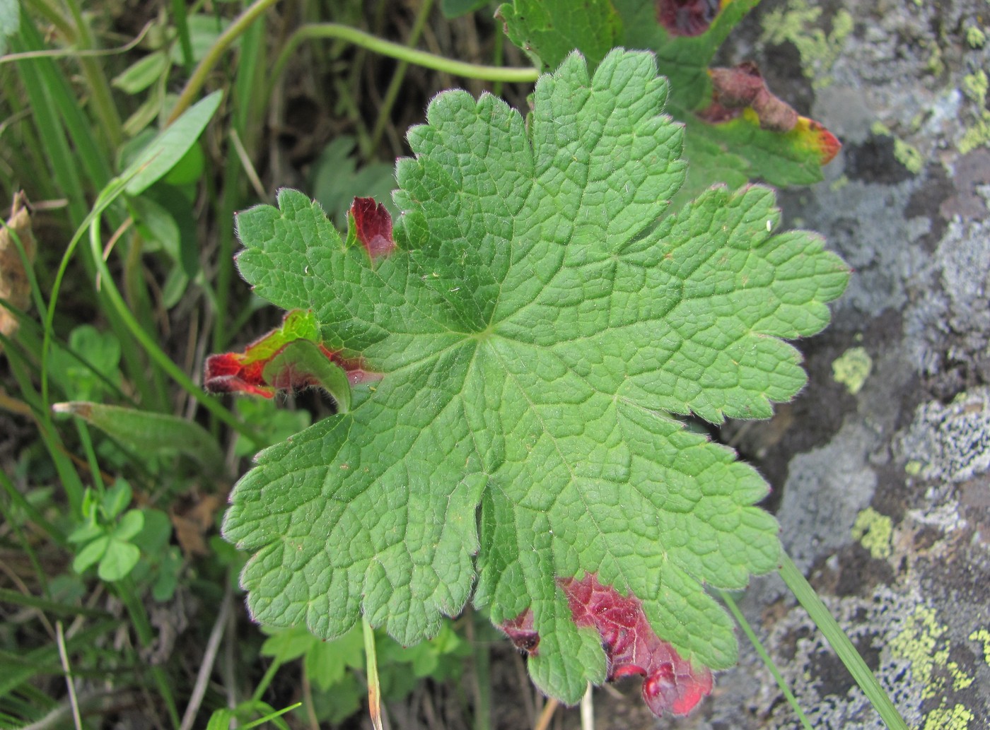 Image of Geranium platypetalum specimen.