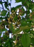 Ulmus laevis