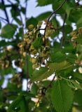 Ulmus laevis. Верхушка ветви с плодами. Московская обл., окр. г. Железнодорожный, долина р. Чёрная, опушка смешанного леса. 28.05.2020.