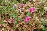 Lathyrus grandiflorus