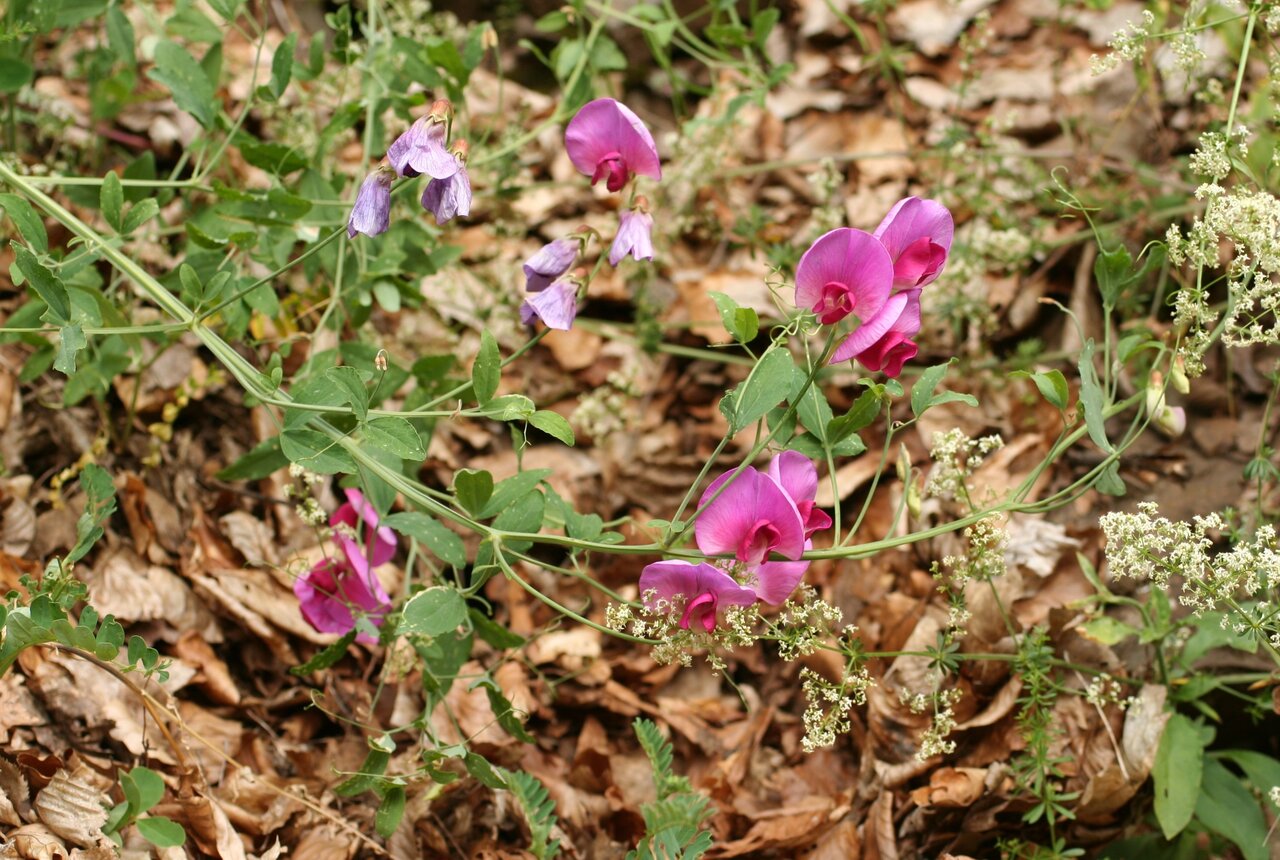 Image of Lathyrus grandiflorus specimen.