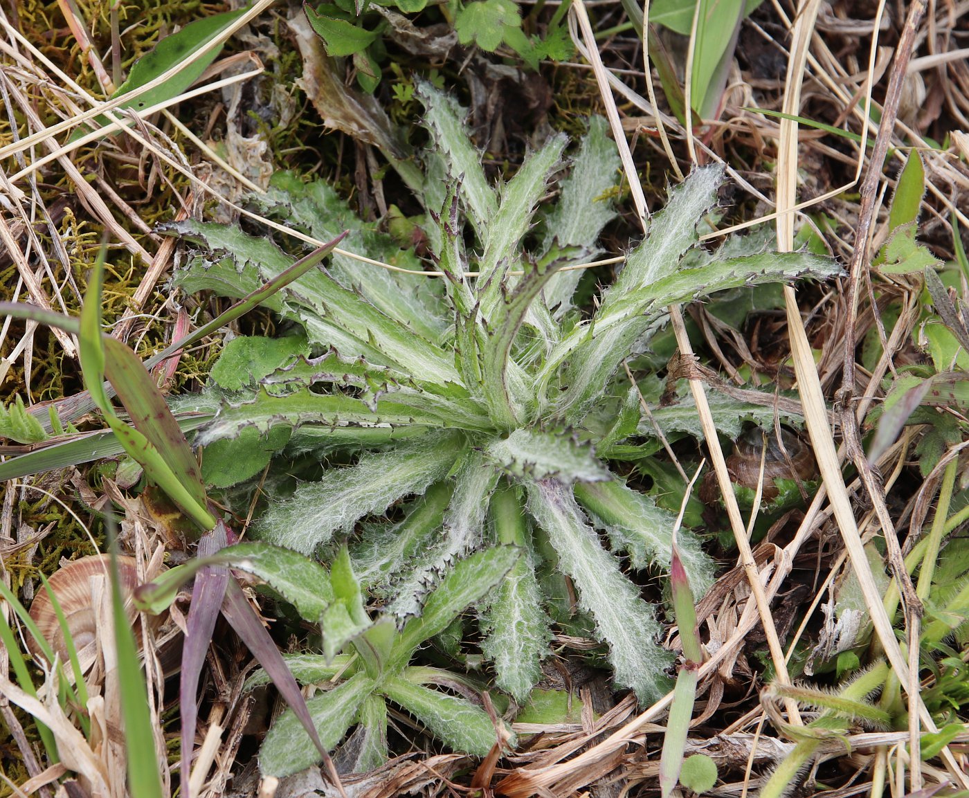 Изображение особи Carlina fennica.