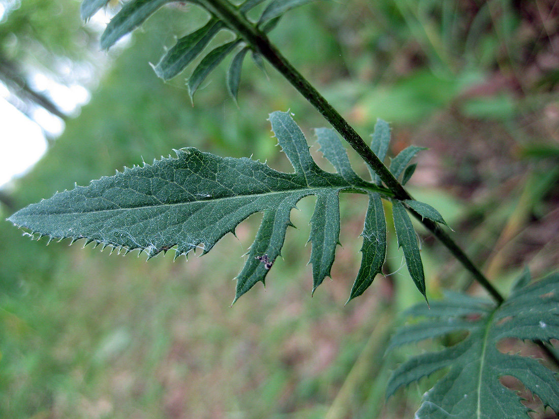 Image of Serratula tinctoria specimen.