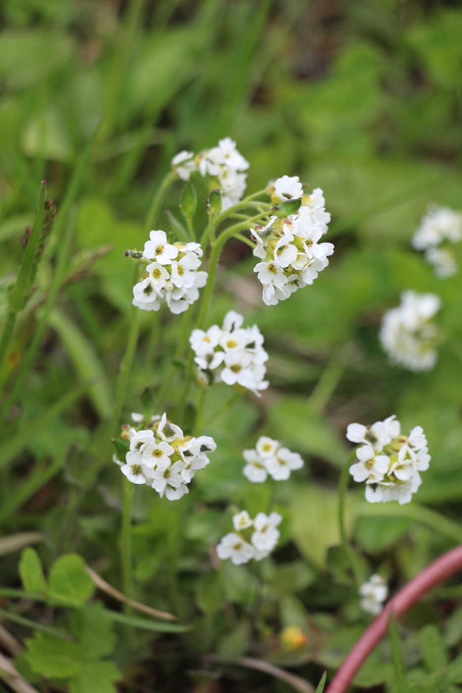 Image of genus Draba specimen.