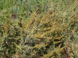Artemisia santonicum