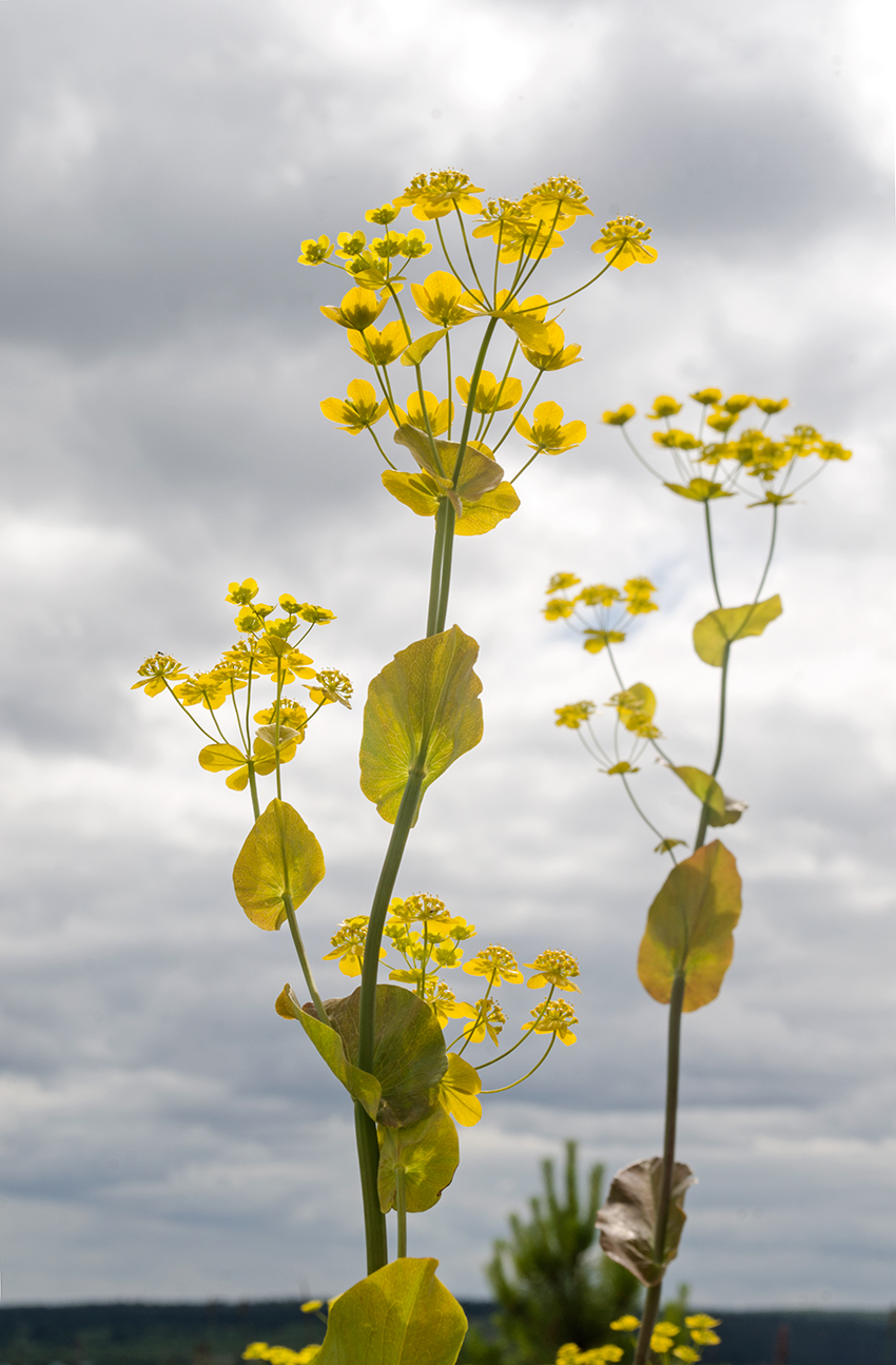 Изображение особи Bupleurum longifolium ssp. aureum.